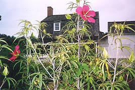 [photo, Flowers at Hancock's Resolution, 2795 Bayside Beach Road, Pasadena, Maryland]