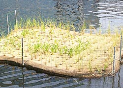 [photo, Floating wetland, created by National Aquarium, Inner Harbor, Baltimore, Maryland]