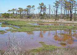 [photo, Assateague Island National Park Seashore (Worcester County), Maryland]