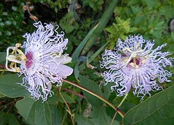  [photo, Passion Flowers, Glen Burnie, Maryland]