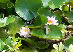  [photo, American White Waterlily (Nymphaea odorata Aiton), Baltimore, Maryland]