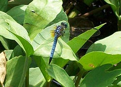 [photo, Blue Dasher Dragonfly (Pachydiplax lonipennis), Baltimore, Maryland]