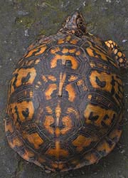 [photo, Eastern Box Turtle (Terrapene c. carolina), Glen Burnie, Maryland]