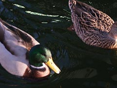 [photo, Mallards (Anas platyrhynchos), Inner Harbor, Baltimore, Maryland]